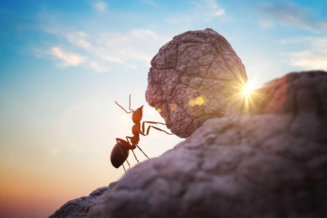 A Short story about ants taking a risk